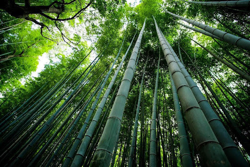 Is Bamboo Sustainable? The Truth about Bamboo Greenwashing